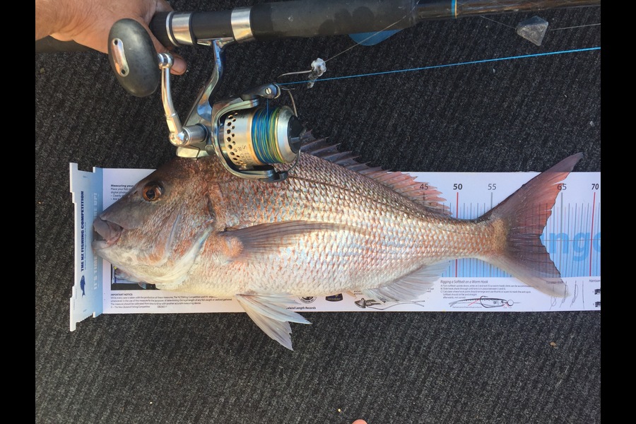 Bob Faram caught this 62.0cm Snapper at Great Barrier Island during The Export NZ Fishing Competition