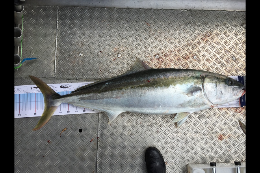 Scott Marriott caught this 125.0cm Kingfish at Hunters bank during The Export NZ Fishing Competition