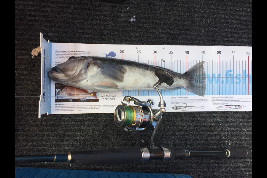 Bob Faram caught this 46.0cm Blue Cod at Great Barrier Island during The Export NZ Fishing Competition