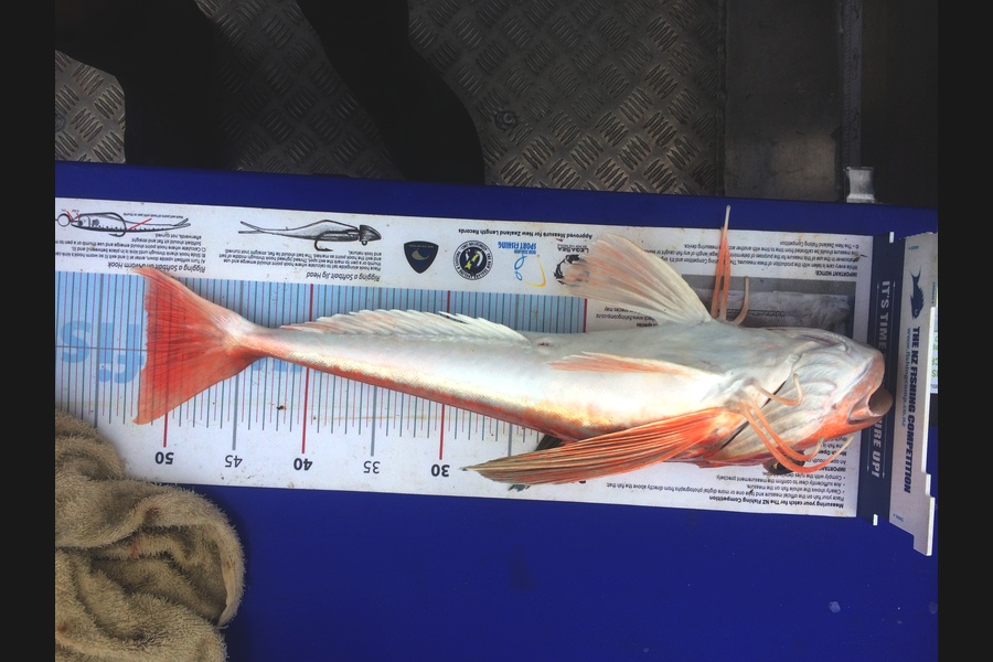 Jason Duff caught this 51.5cm Gurnard at Marlborough sounds during The Export NZ Fishing Competition