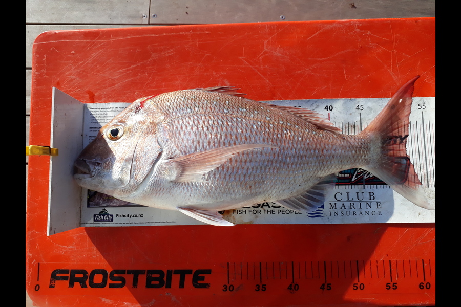 Mike Lean caught this 52.0cm Snapper at Kapiti during The Export NZ Fishing Competition