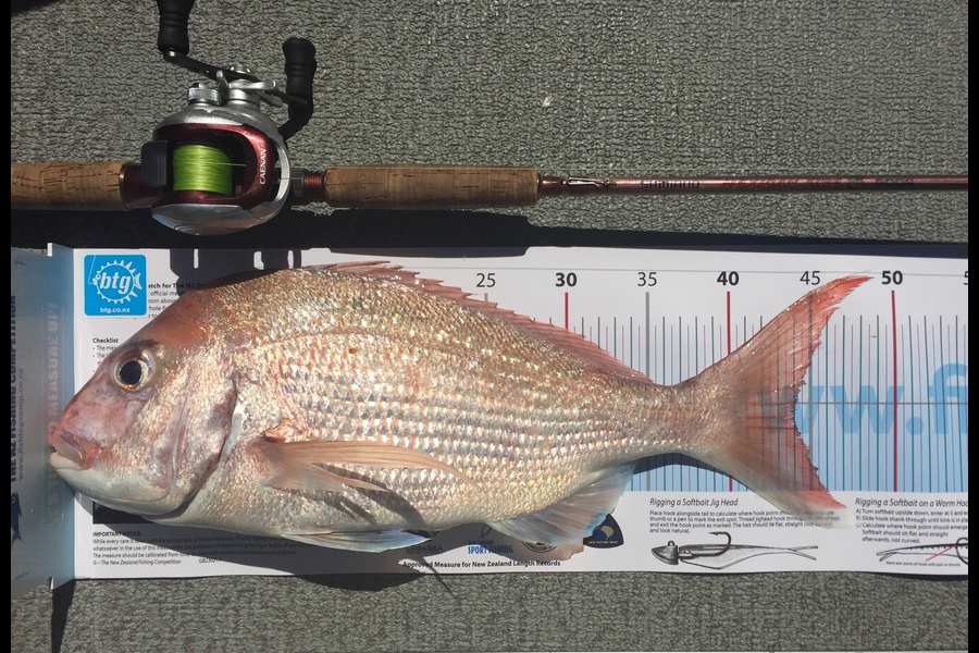 Nicholas Gant caught this 44.0cm Snapper at Motuihe Channel during The Export NZ Fishing Competition
