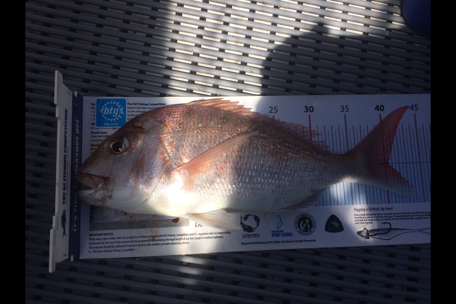 Dave Blakeney caught this 40.5cm Snapper at Rakino during The Export NZ Fishing Competition