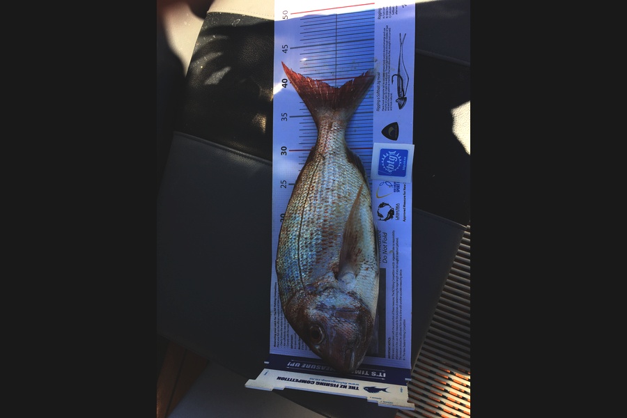 Shayne Nam caught this 38.5cm Snapper at Hauraki Gulf during The Export NZ Fishing Competition