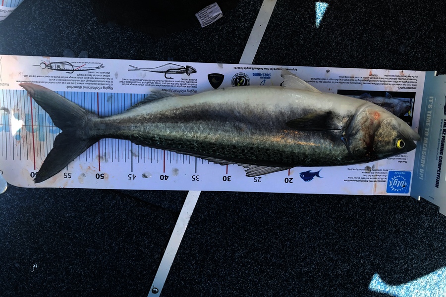 Peter  Lawrence caught this 55.5cm Kahawai at Waitemata during The Export NZ Fishing Competition