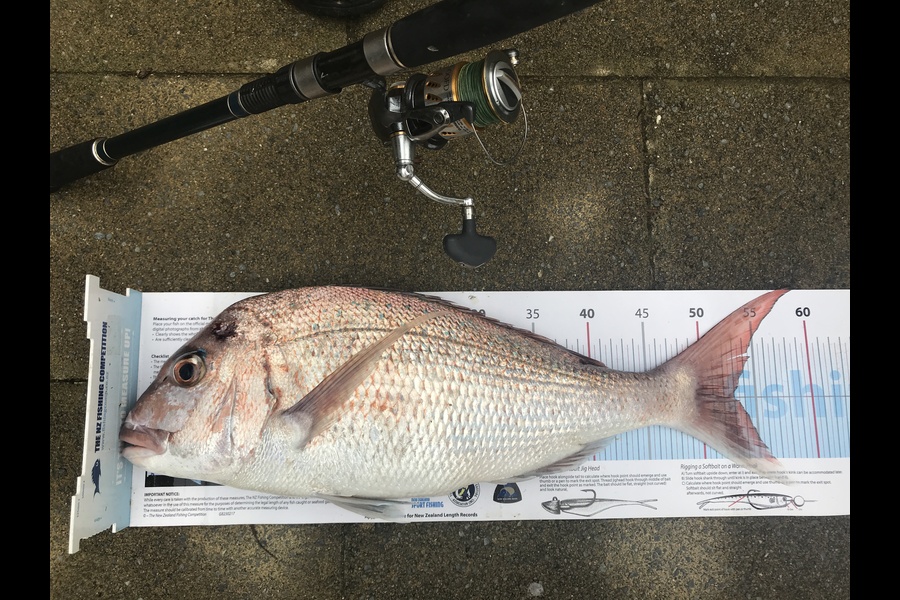 Bob Faram caught this 53.0cm Snapper at Kawau during The Export NZ Fishing Competition