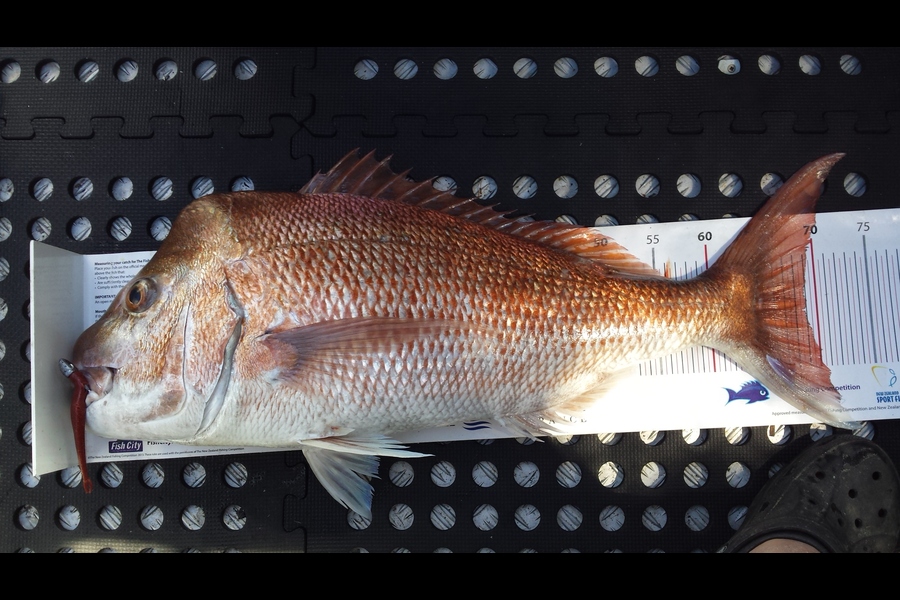 Gerry Bakker caught this 69.0cm Snapper at Rat Island during The Export NZ Fishing Competition