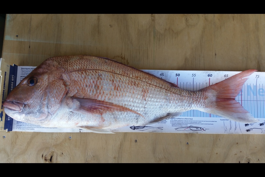Colin Beard caught this 67.5cm Snapper at Tauranga during The Export NZ Fishing Competition