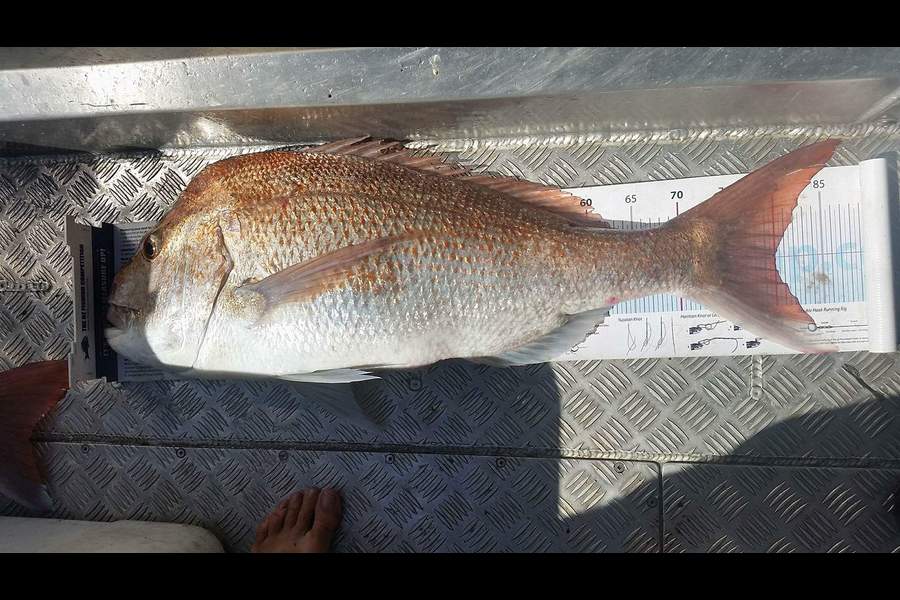 Michael  Topp  caught this 80.0cm Snapper at Tasman Bay during The Export NZ Fishing Competition
