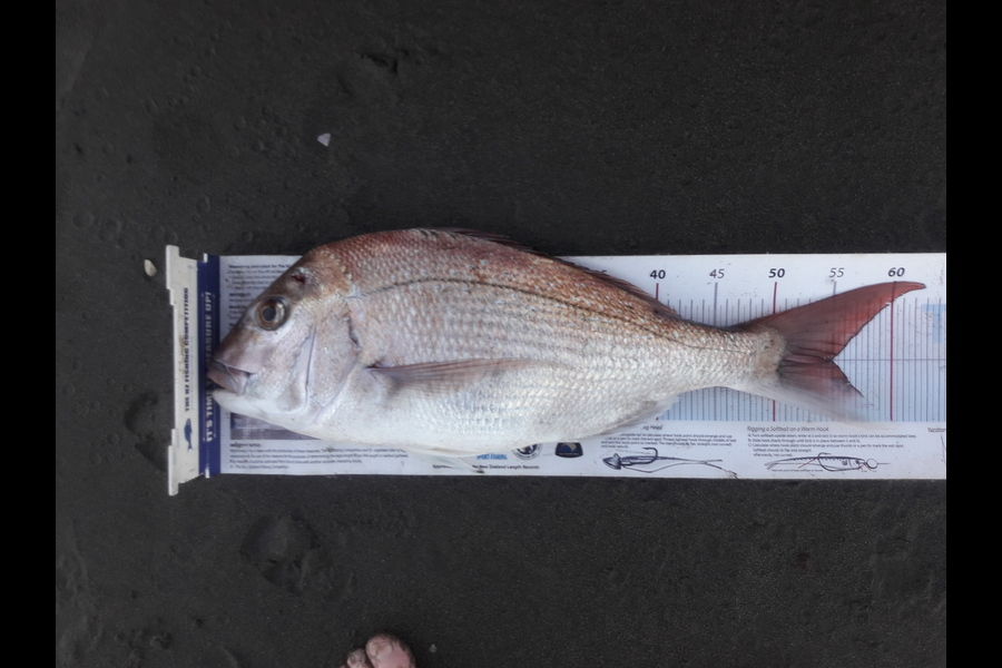 Janet Reynolds caught this 54.0cm Snapper at Himatangi Beach  during The Export NZ Fishing Competition
