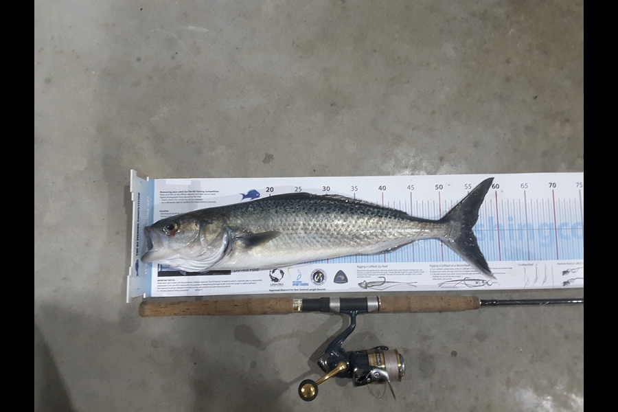 Lyle Hart caught this 55.0cm Kahawai at BoP during The Export NZ Fishing Competition