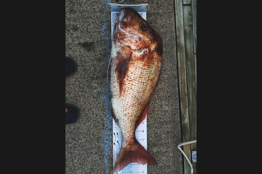 Ian Campbell caught this 89.0cm Snapper at Great Barrier Island during The Export NZ Fishing Competition