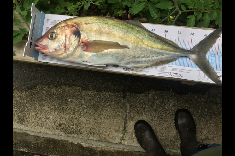 Peter Maurice caught this 66.0cm Trevally at Maungonui during The Export NZ Fishing Competition