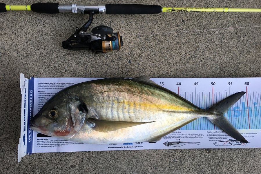 Phanat Chiv caught this 52.5cm Trevally at Plimmerton during The Export NZ Fishing Competition