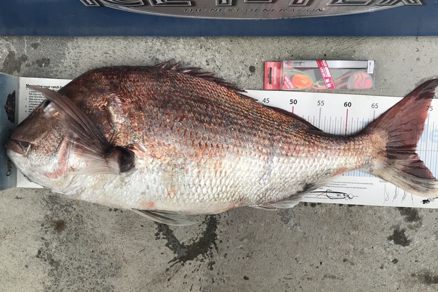 Hayden Walker caught this 73.0cm Snapper at Kapiti during The Export NZ Fishing Competition