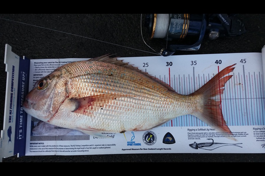 Jim Collins caught this 39.5cm Snapper at Welly Harbour during The Export NZ Fishing Competition