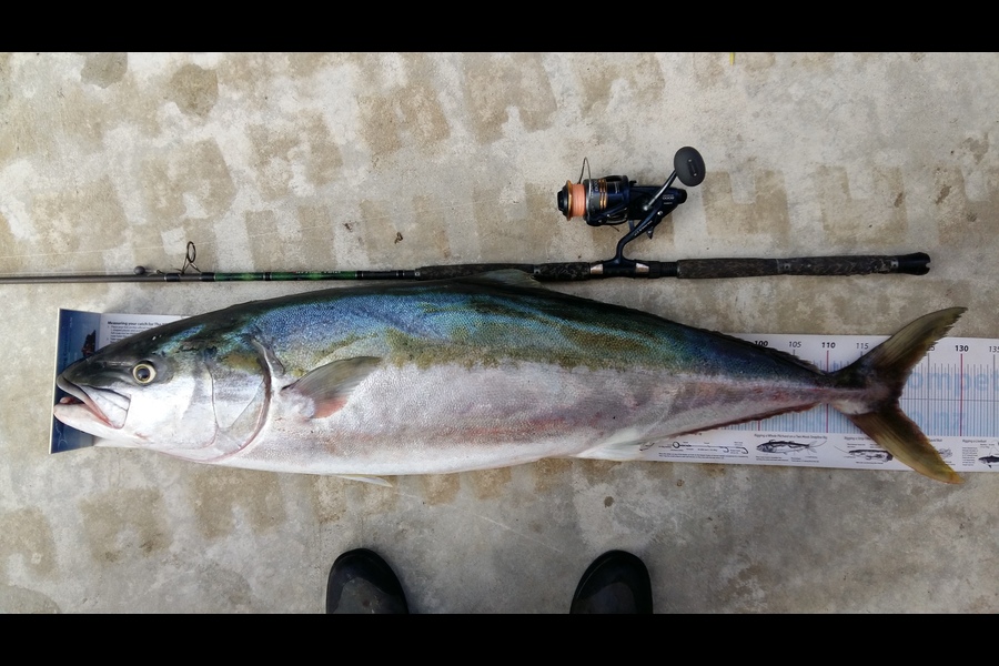 Graeme Mckay caught this 120.5cm Kingfish at Gisborne during The Export NZ Fishing Competition