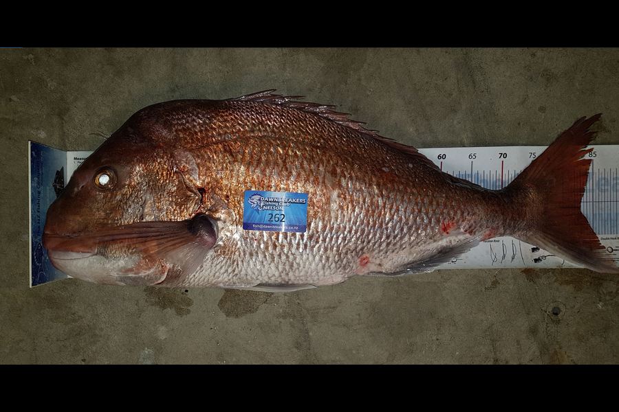 Troy Dando caught this 83.0cm Snapper at Durville Island during The Export NZ Fishing Competition