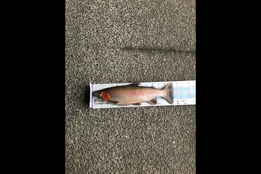 Neil Gwillim caught this 67.cm Trout at Lake Rotoiti during The Export NZ Fishing Competition