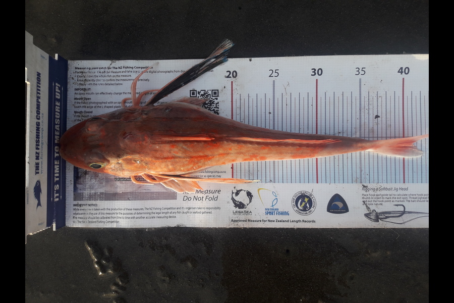Clayton Hancock caught this 41.0cm Gurnard at Himatangi Beach  during The Export NZ Fishing Competition