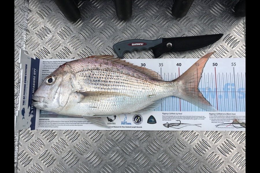 Mike Harvey caught this 45.0cm Snapper at Kaiaua firth of thames during The Export NZ Fishing Competition