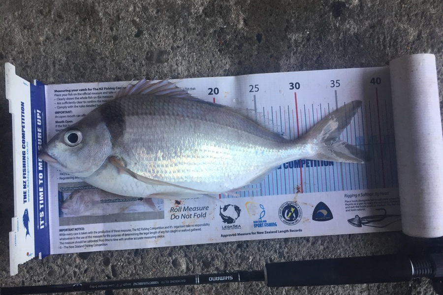 Ryan Mitchell caught this 34.5cm Tarakihi at Tasman bay during The Export NZ Fishing Competition