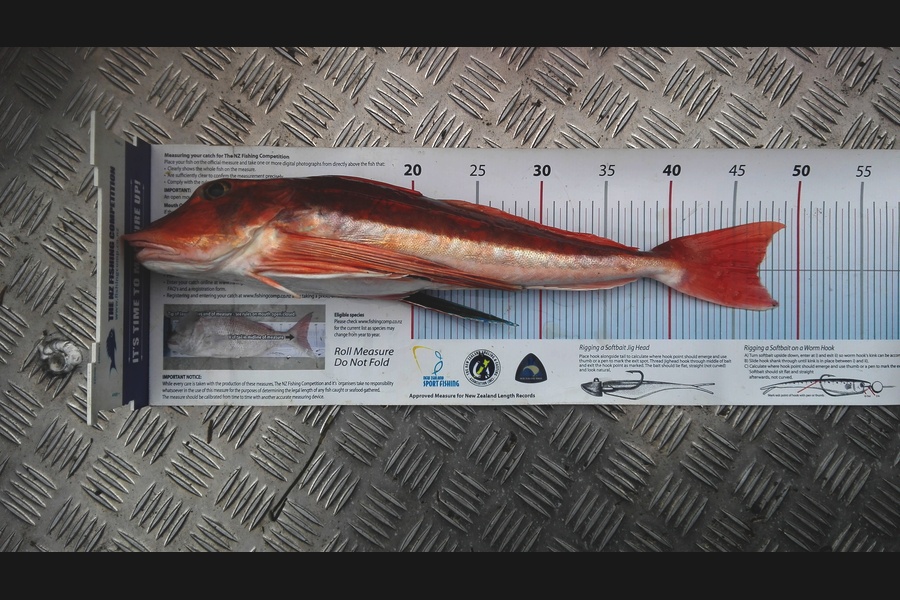 Mathew Goodall caught this 46.5cm Gurnard at Waiuku Channel during The Export NZ Fishing Competition