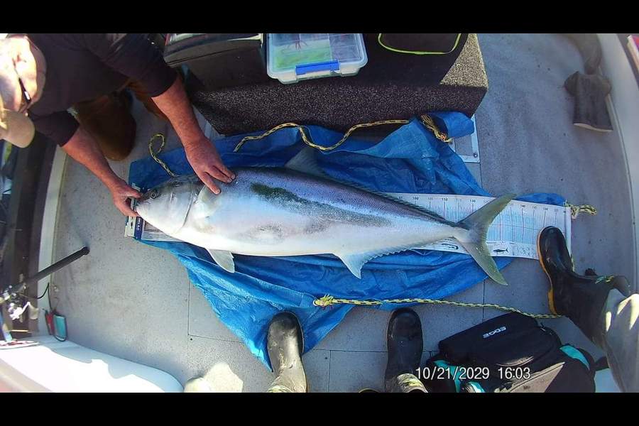 Brad Colville caught this 124.5cm Kingfish at Durville Island during The Export NZ Fishing Competition