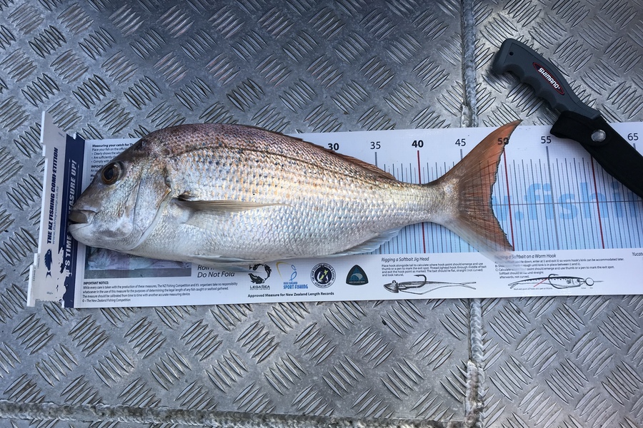 Mike Harvey caught this 48.0cm Snapper at Kaiaua Firth of Thames  during The Export NZ Fishing Competition
