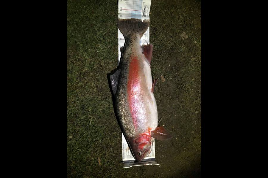 Shane Hartstone caught this 93.5cm Trout at Twizel during The Export NZ Fishing Competition