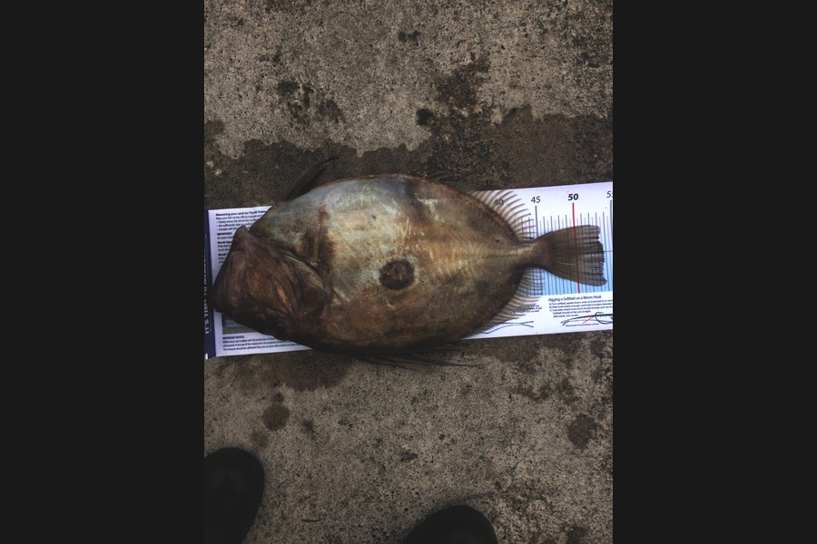 Dave  Duncan caught this 53.5cm John Dory at Kapiti during The Export NZ Fishing Competition
