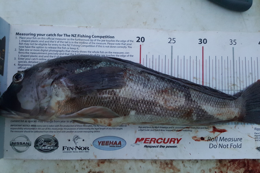 Dan Musson caught this 41.0cm Blue Cod at Welly sth coast during The Export NZ Fishing Competition