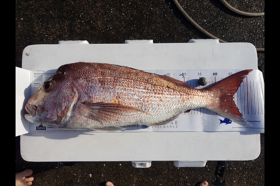 Andrew Wilson caught this 66cm Snapper at Hauraki gulf during The Export NZ Fishing Competition