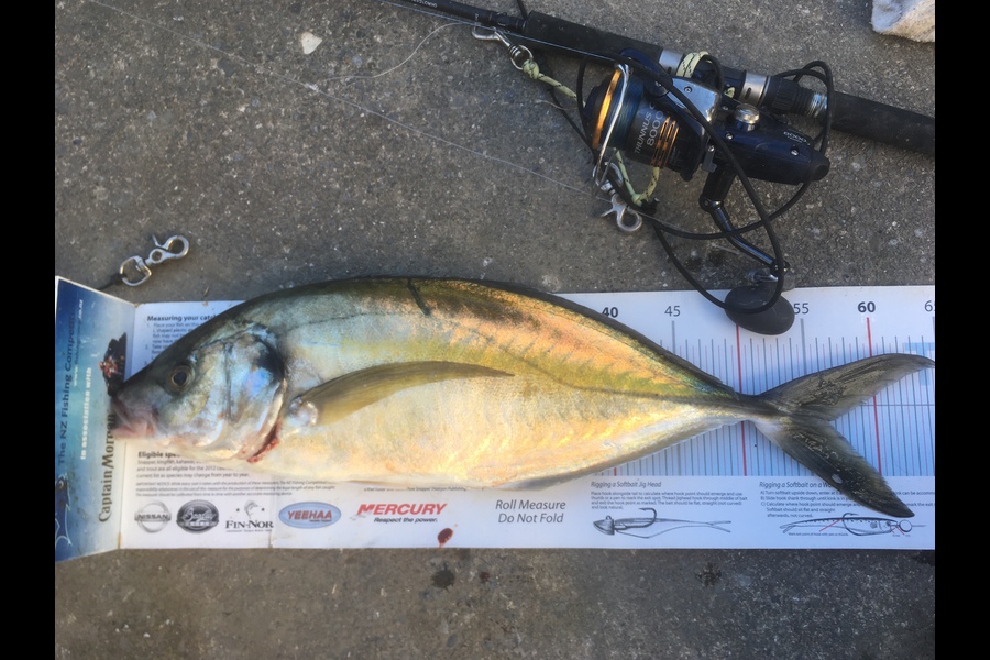 Anthony Murray caught this 56.0cm Trevally at Makara  during The Export NZ Fishing Competition