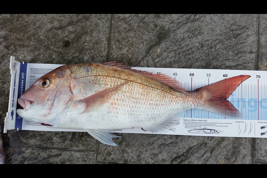 Bob Beardsmore caught this 60.0cm Snapper at Bream Bay during The Export NZ Fishing Competition