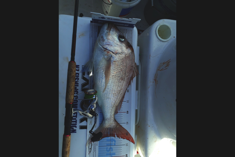 Nigel Boreham caught this 50.5cm Snapper at Firth Of Thames during The Export NZ Fishing Competition