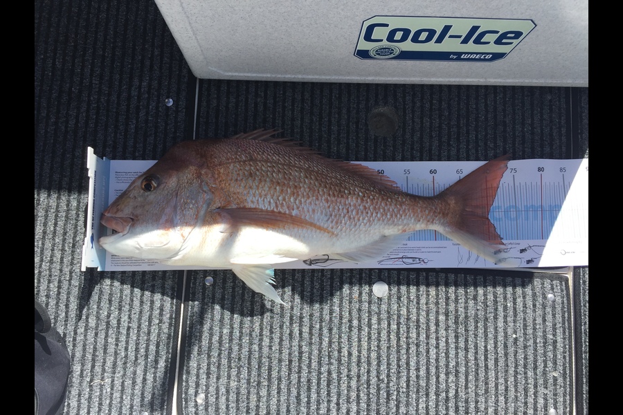 Barry Crook caught this 70.0cm Snapper at Channel Island during The Export NZ Fishing Competition