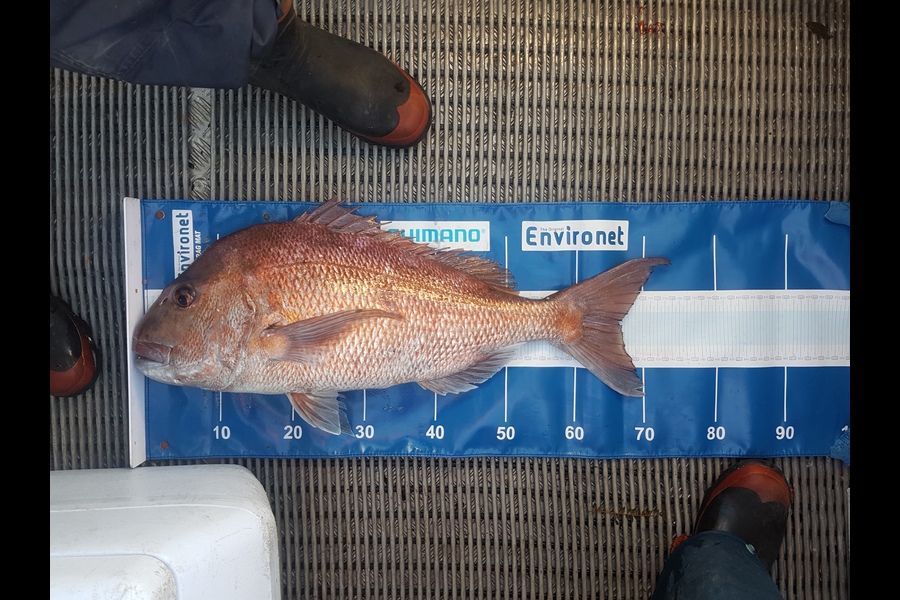 Jason Sealey caught this 67.0cm Snapper at Far north during The Export NZ Fishing Competition