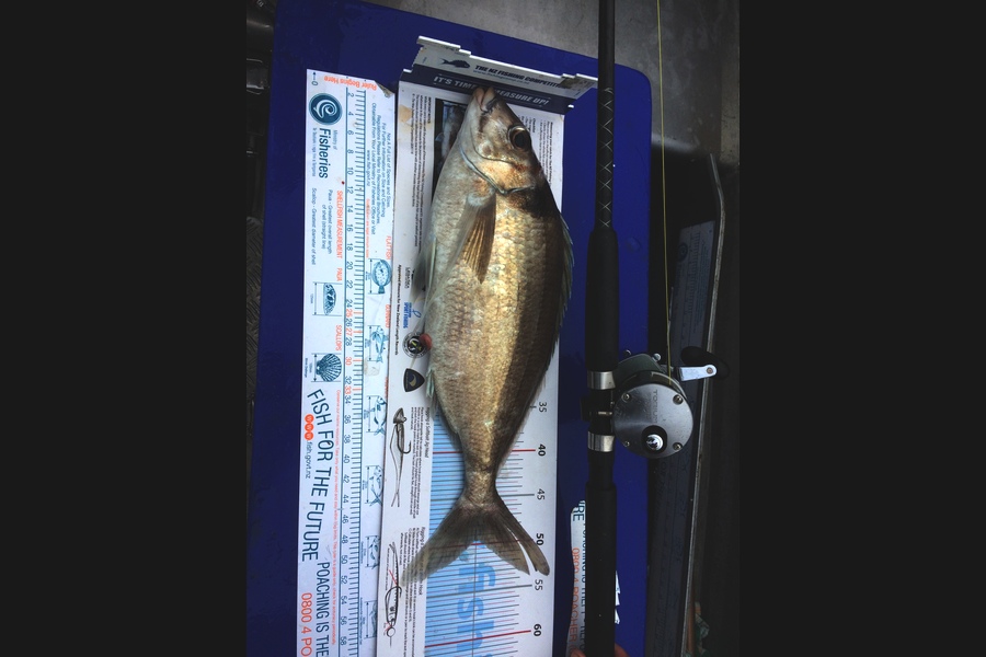 Hilary Waterman caught this 49.5cm Tarakihi at Wellington South Coast during The Export NZ Fishing Competition
