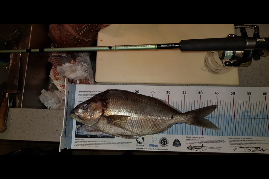 Donald Burnett caught this 40.0cm Tarakihi at Bop during The Export NZ Fishing Competition