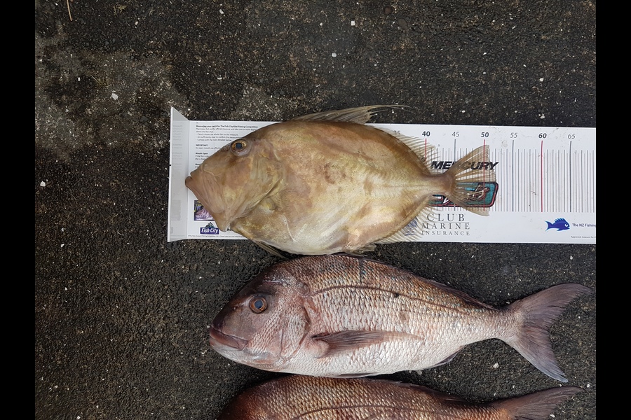 Andrew Wilson caught this 52.0cm John Dory at Hauraki Gulf during The Export NZ Fishing Competition