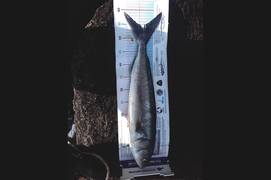 Steven Day caught this 53.5cm Kahawai at whangarei during The Export NZ Fishing Competition