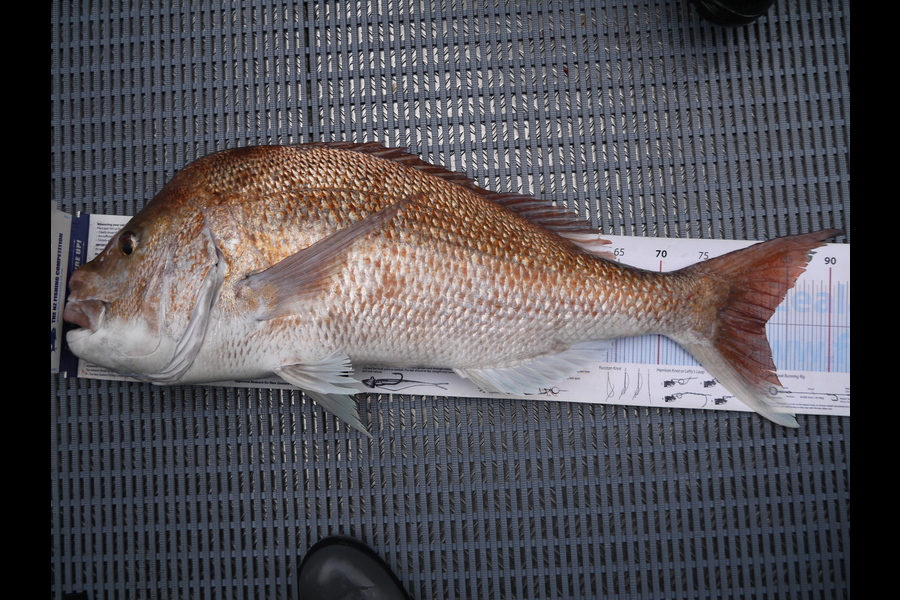Jesse Crasborn caught this 82.5cm Snapper at Tasman Bay during The Export NZ Fishing Competition