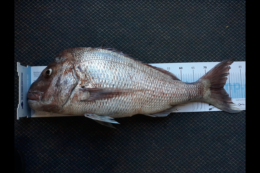Tim Farrance caught this 77cm Snapper at Whakatane  during The Export NZ Fishing Competition