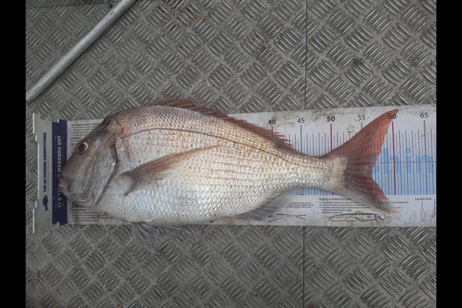 Trent O'Shea caught this 56.5cm Snapper at Raglan during The Export NZ Fishing Competition