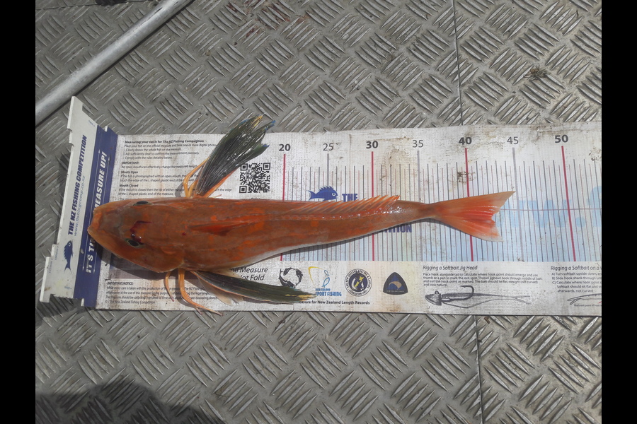 Trent O'Shea caught this 42.0cm Gurnard at Raglan during The Export NZ Fishing Competition