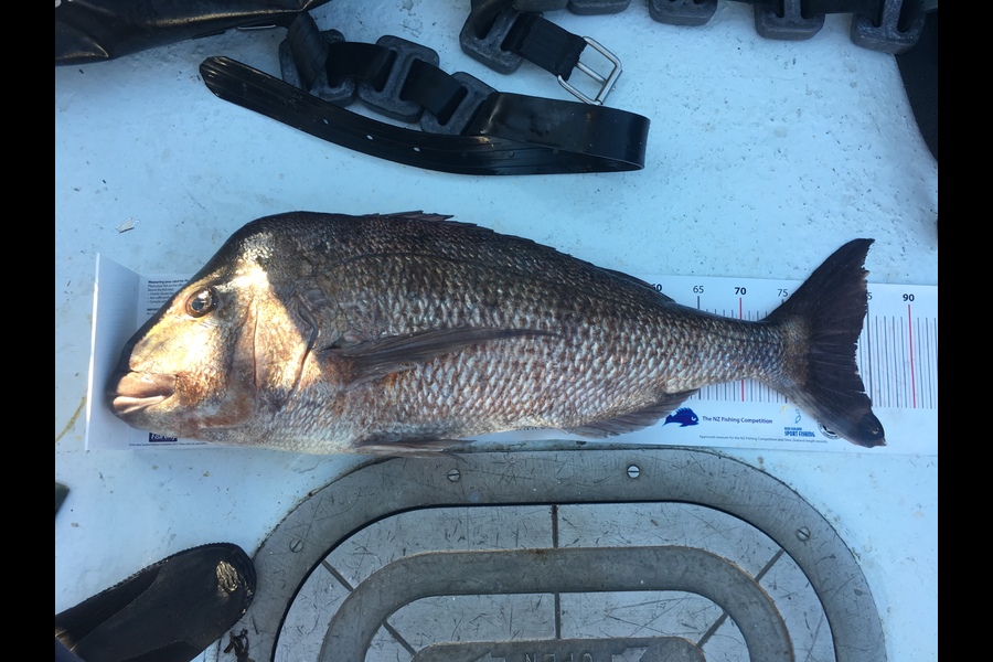 Alastair Munro caught this 83.5cm Snapper at Mokihinau Islands during The Export NZ Fishing Competition