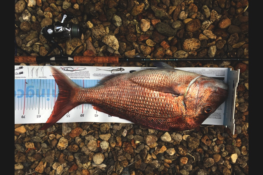 Mark Modrich caught this 59.0cm Snapper at Whangarei during The Export NZ Fishing Competition