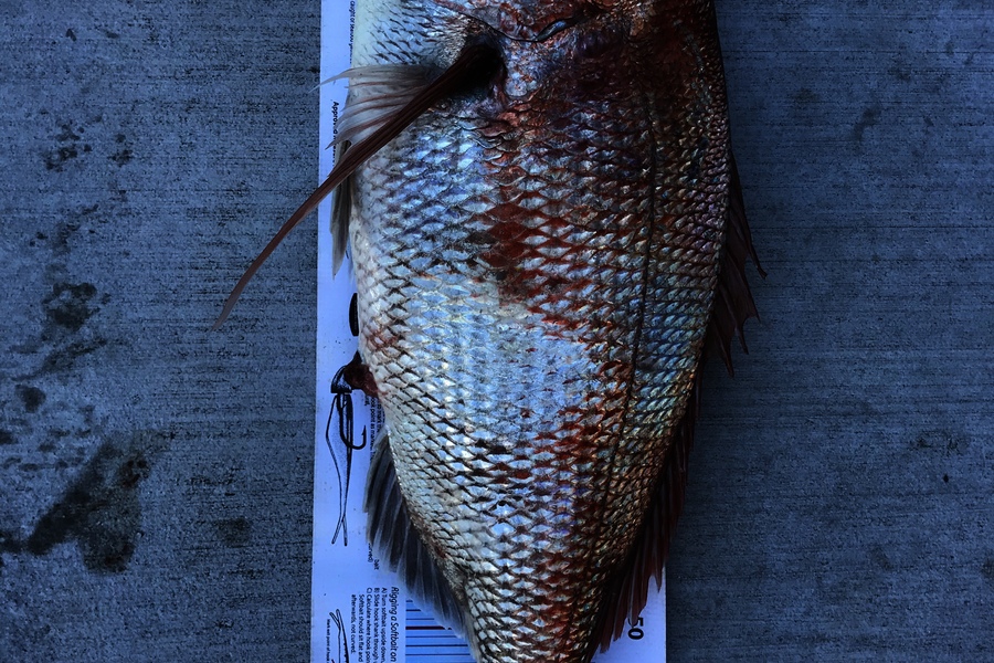 Steve Ost caught this 65.0cm Snapper at Firth of Thames  during The Export NZ Fishing Competition