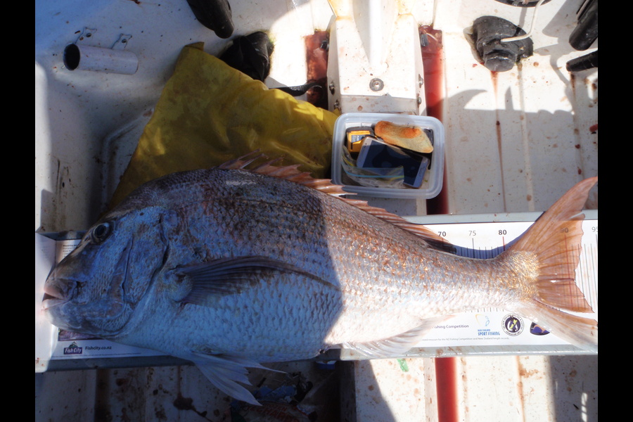Geoff Preston caught this 90.5cm Snapper at Mokau during The Export NZ Fishing Competition